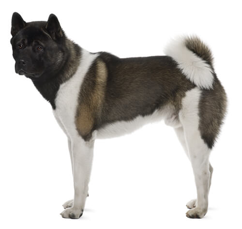 Japanese best sale akita black